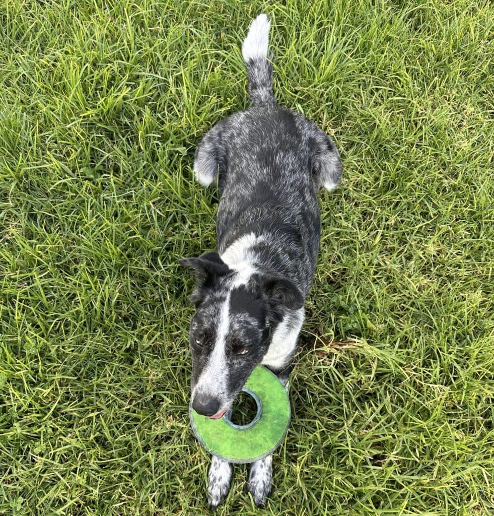 Pippen the dog carrying a disc